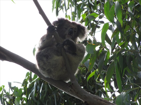 коала изучает нас